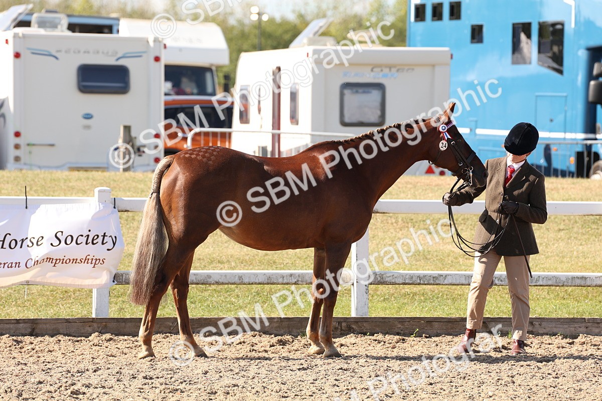 SBM_12816 - Class 205 - IH Show Pony - Show Hunter Pony
