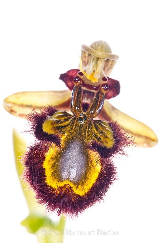  - WB: Orchids - Ophrys