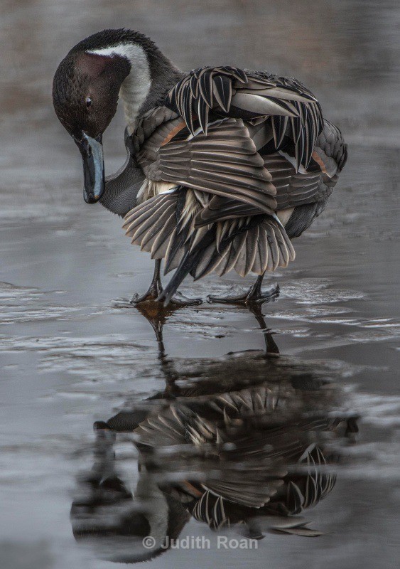 Northern Pintail Duck on ice - Backyard Birds of the Pacific Northwest