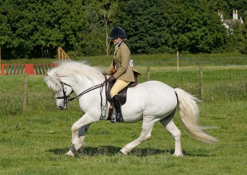 172 - Moniaive Horse Show 2008