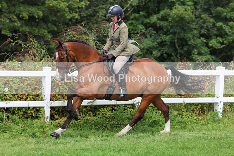 3E7A8713 - Class 5: Working Show Horse