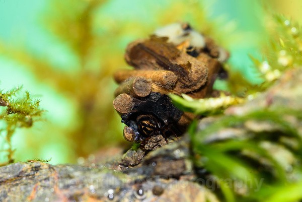 Caddis fly larva - Freshwater Life