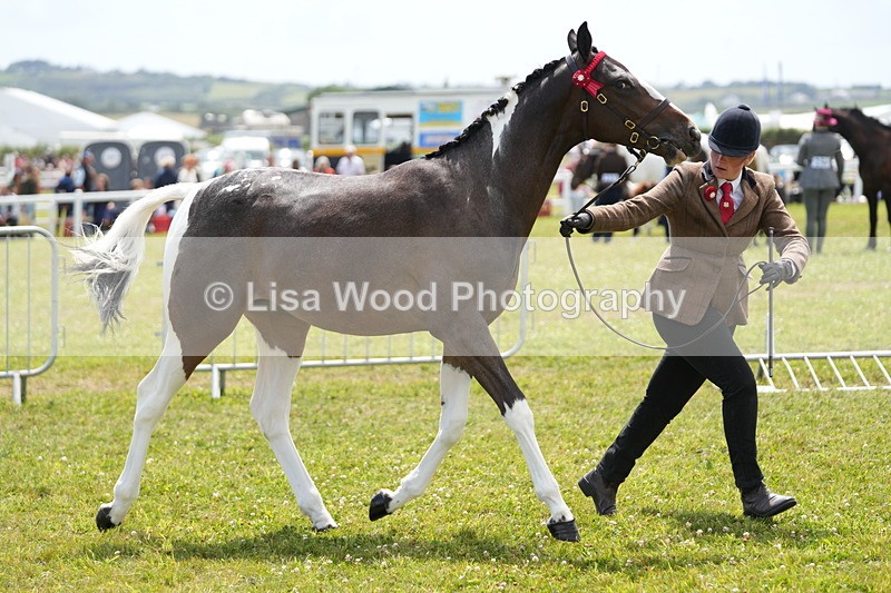 DSC06780 - Class 59: Coloured Horse Youngstock