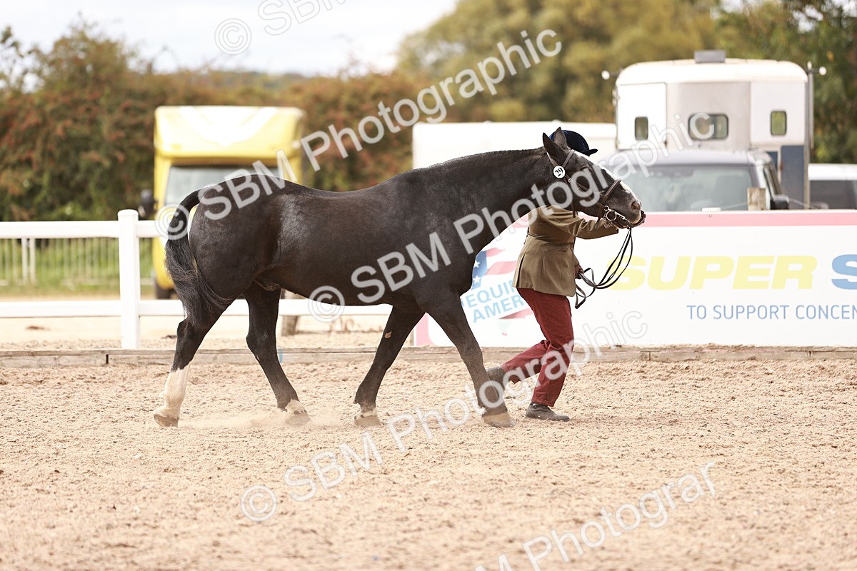 SBM_16295 - Class 413 - Best Condition - Adult