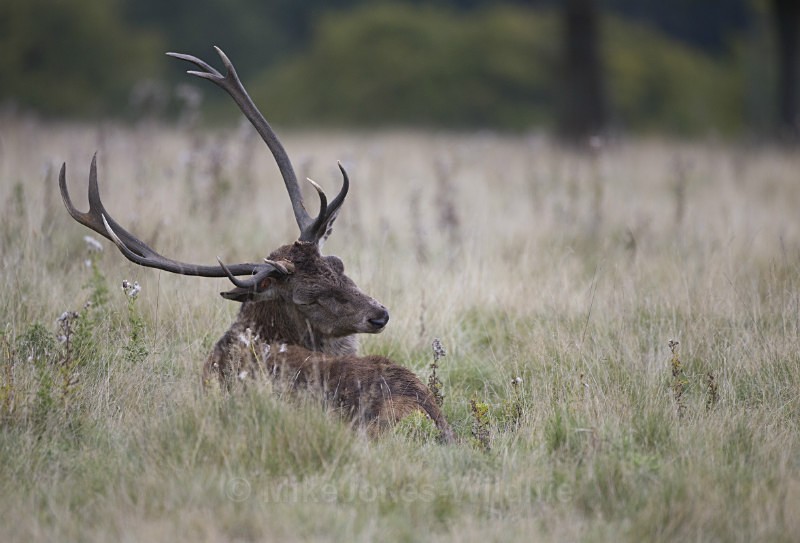 _H5X8674  Red Deer 'Rut' 2015 - New Deer Rut  2015