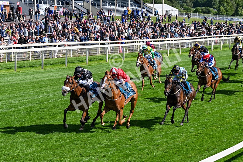 120626-Race 6-Rotokura Belle-0353 - Race 6 16.45pm Dawson Williamson Architects Handicap
