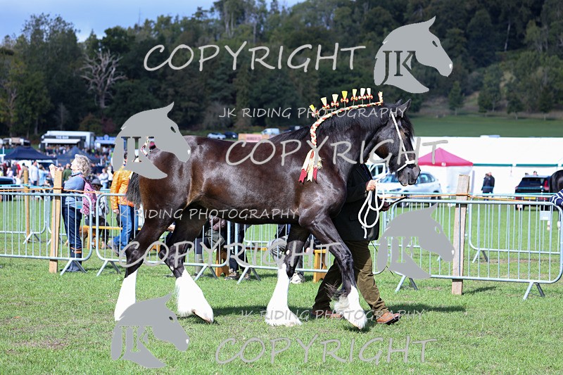 APP_3143 - Class 3 Youngstock