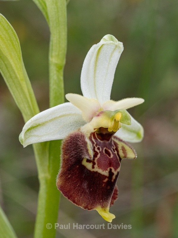 Apennine Late Spider orchid (Ophrys dinarica also Ophrys fuciflora ssp dinarica). - Wild Orchids - 1