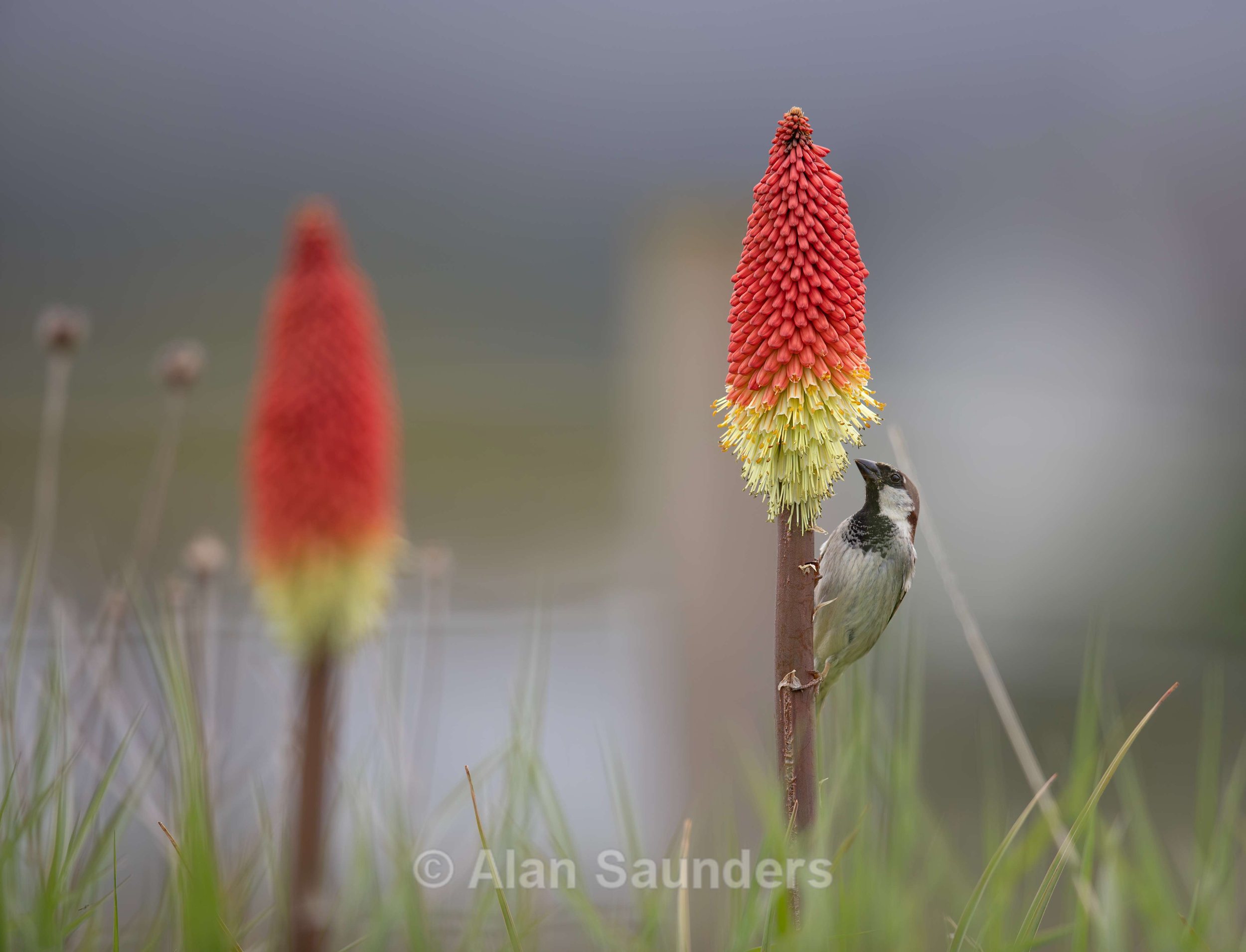 House Sparrow 4