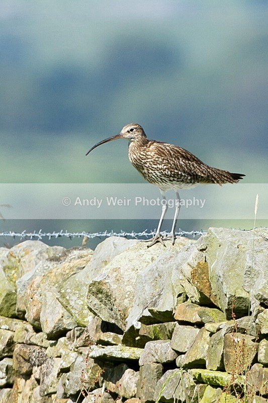 20110724-_MG_6282 - Curlew