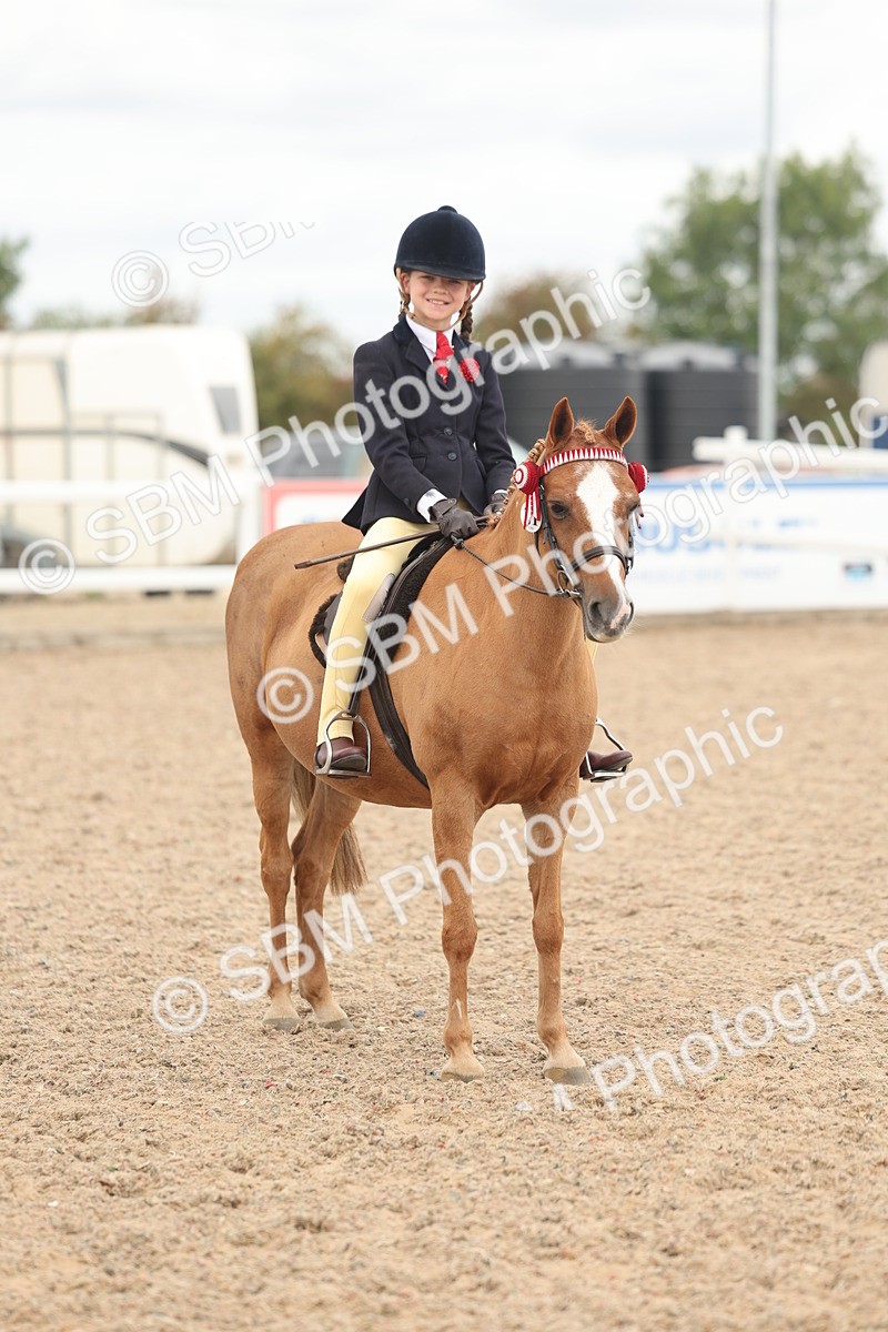 SBM_16050 - Class 311 - Ridden Show pony-Show hunter Pony