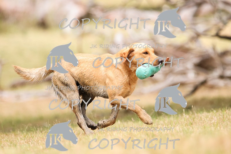 2R6A3556 - ​TEAM A: BORDER COUNTIES & COTSWOLDS 1-2-3