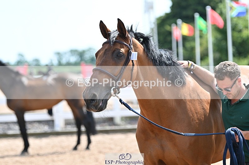 240717A-150108-02453 - Trot Up 3pm to 4pm
