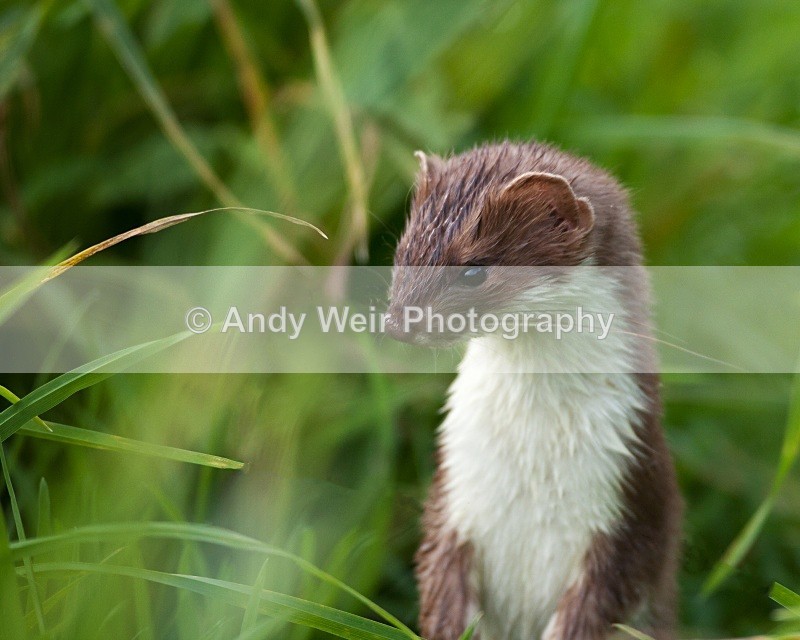 20091023-404 - Mammals