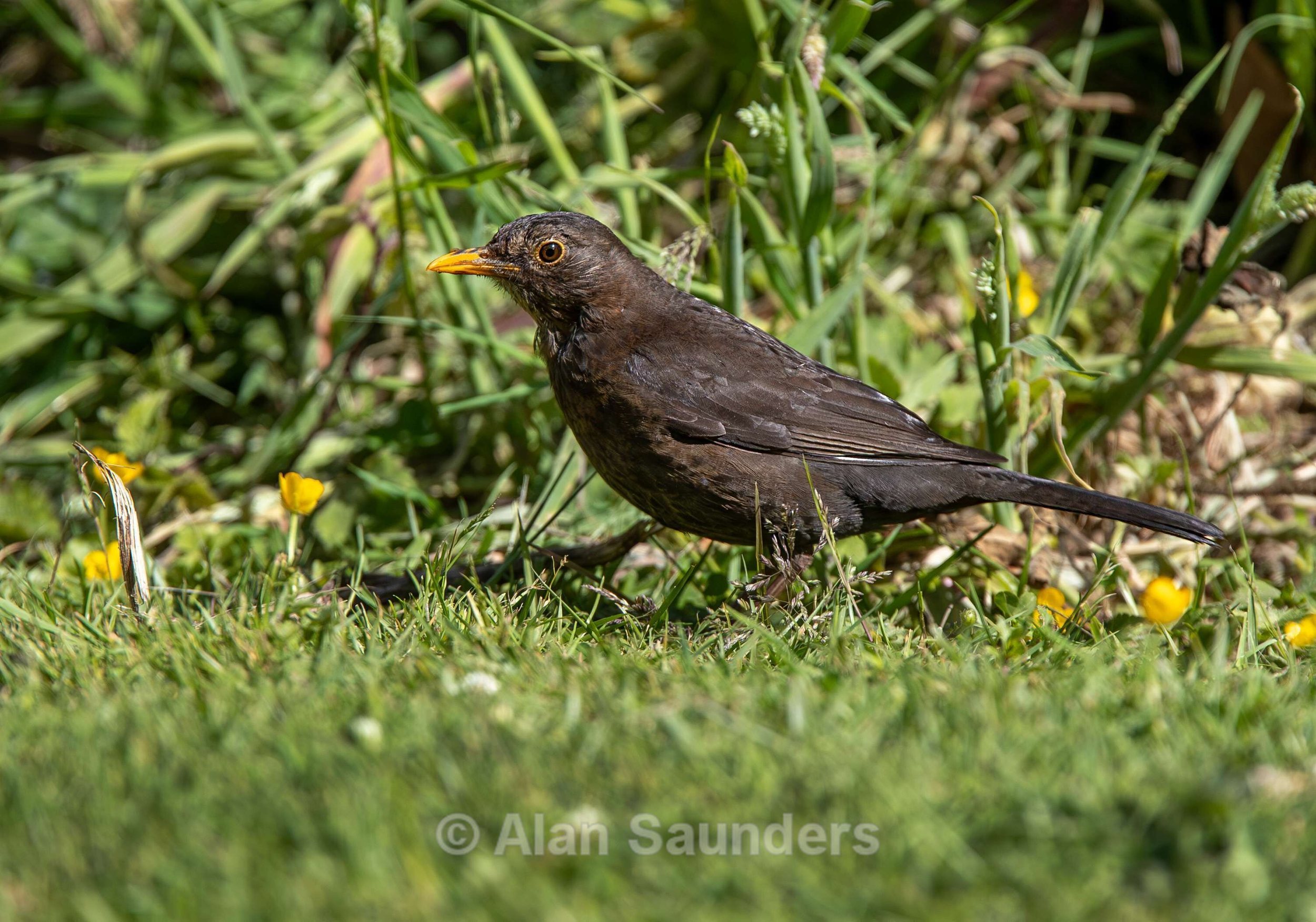 Blackbird 2