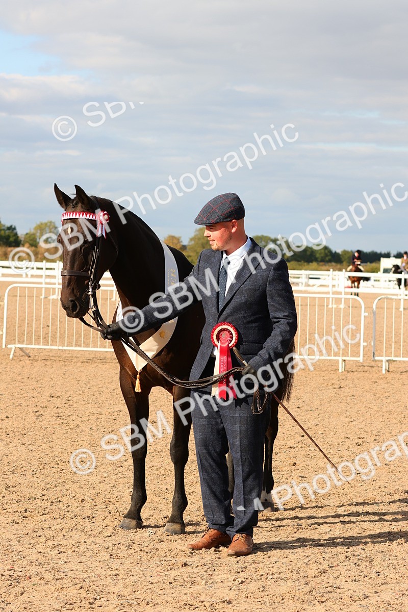 SBM_18414 - Class 318 - IH Part Bred Horse Pony