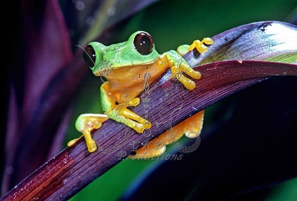 Tree Frog - Papua New Guinea - ANIMALS