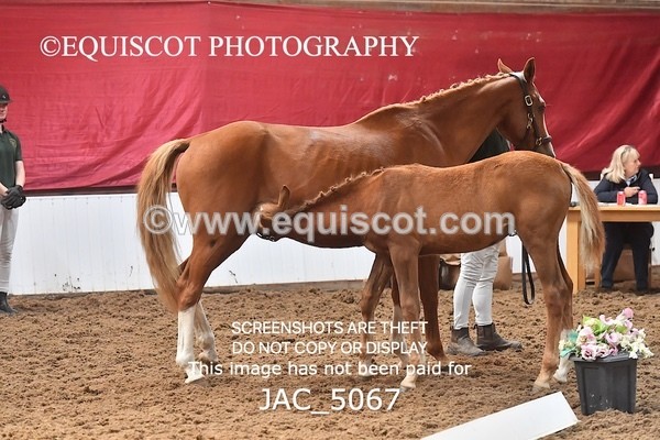 JAC_5067 - 9 Zinzipan