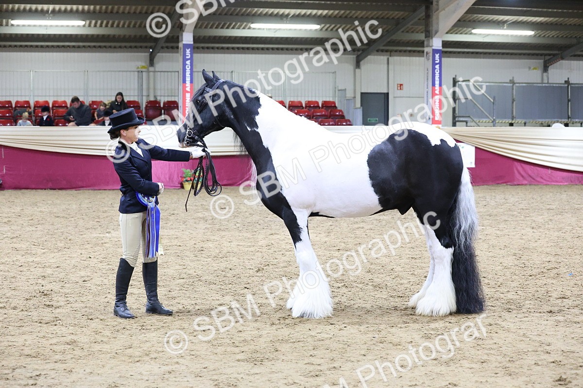 SBM_20457 - Class F - IH Small (148cm & Under)Champ