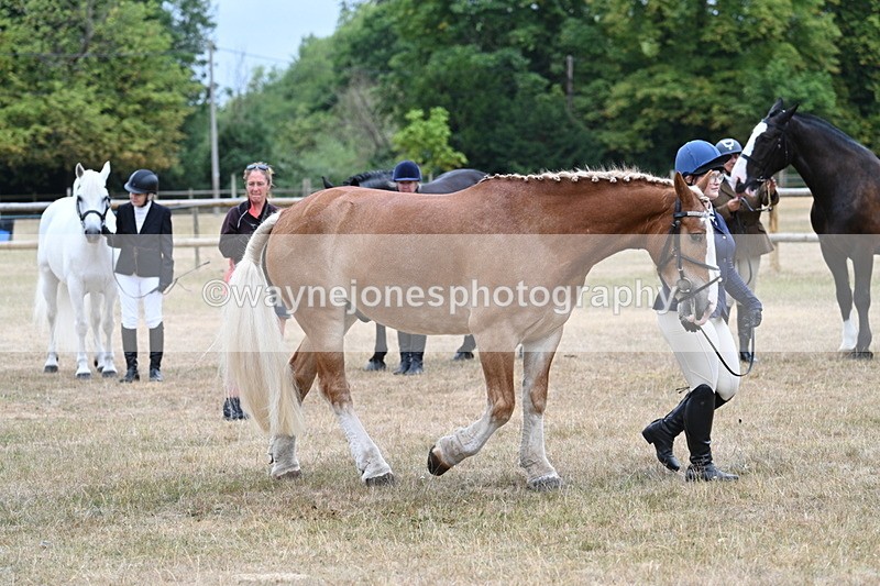 WJ7_9830 - Class 5a Most Handsome Gelding (above 14.2hh)