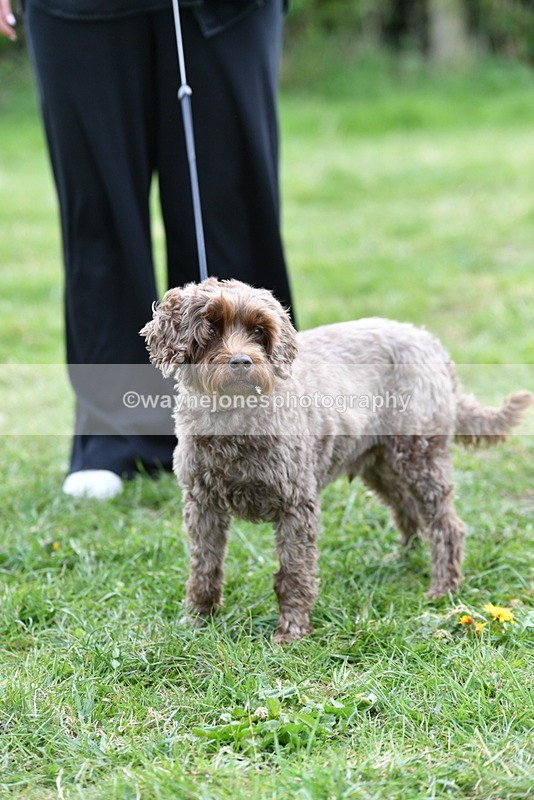 WJ5_9382 - Class 1 Best Cross Breed / Heniz 57