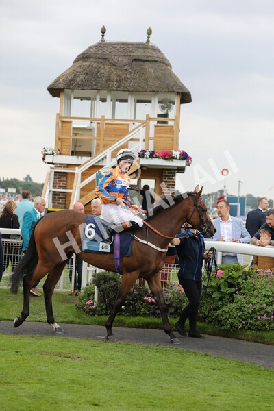 yr18082022r7-13 - Race 7 5.20pm British Stallion Studs EBF Fillies' Stakes
