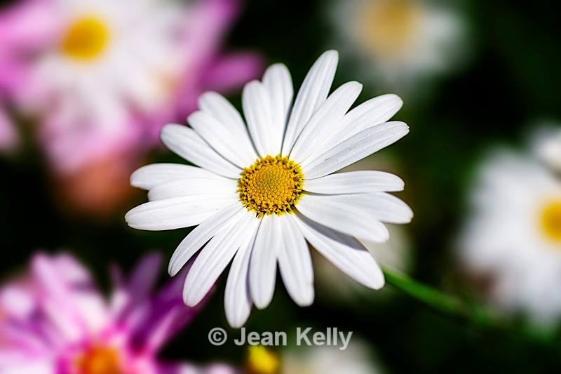 White Daisy - DSC_7533 - White