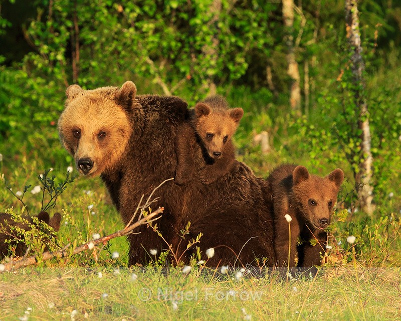 Mother Brown Bear and two cubs at Martinselkonen, Finland - Brown Bear