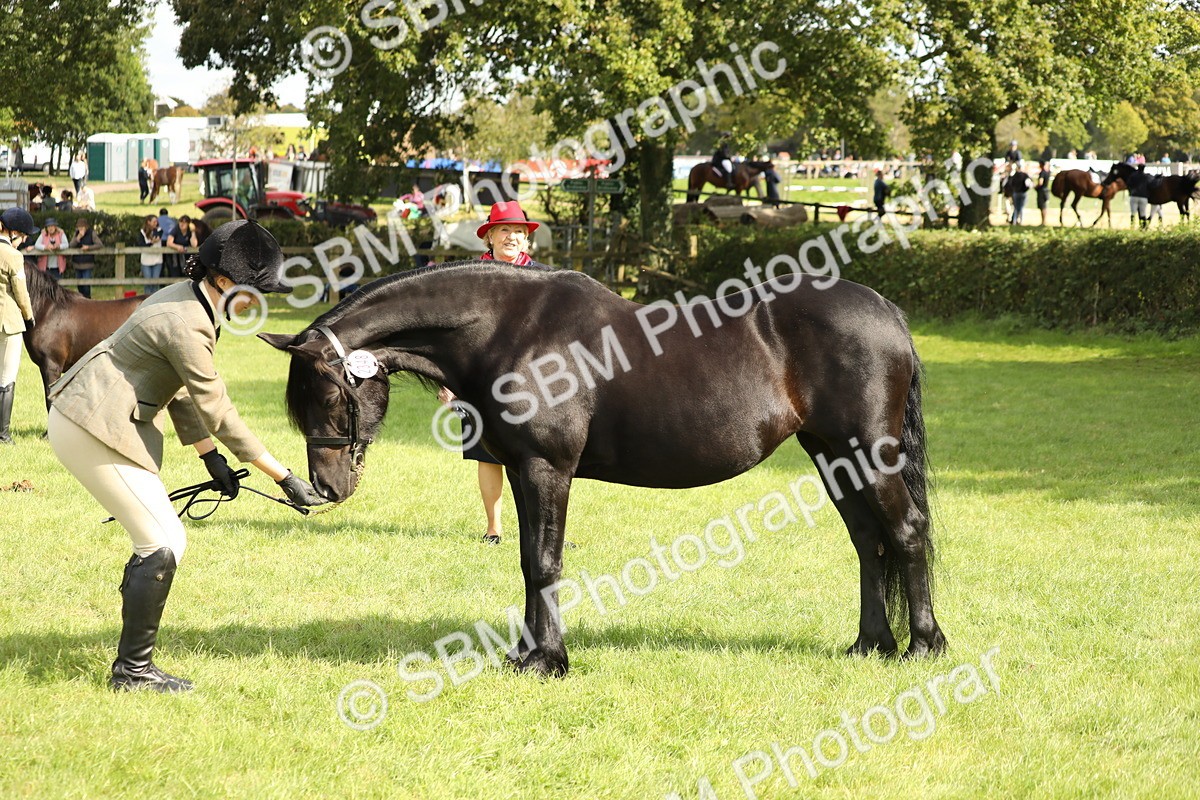 SBM_62821 - S46 - Mountain & Moorland In Hand Small Breeds