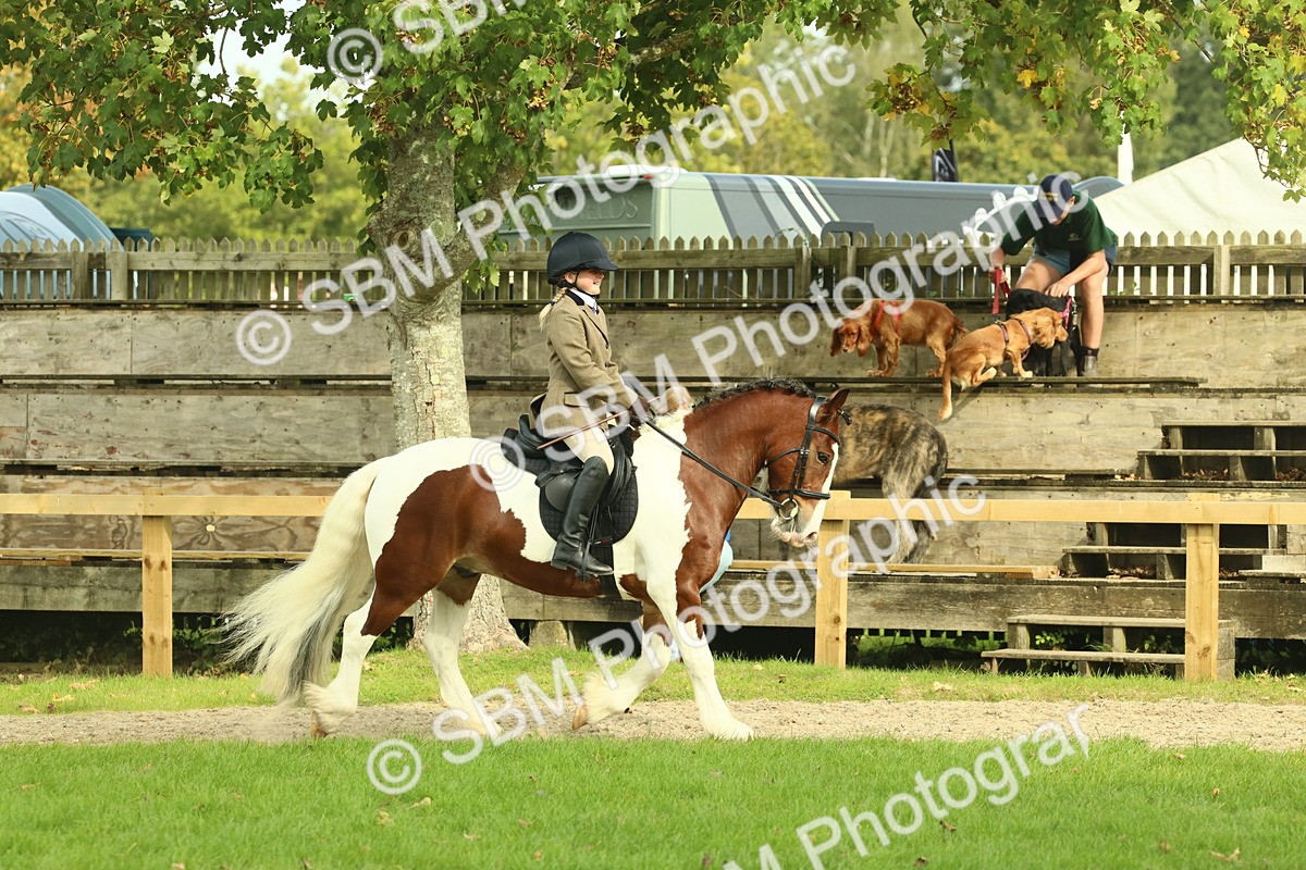SBM_68188 - S58 - Mini Show Cob Ridden