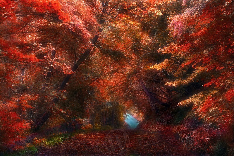 Autumn Trees Landscape Dorset England - Elemental