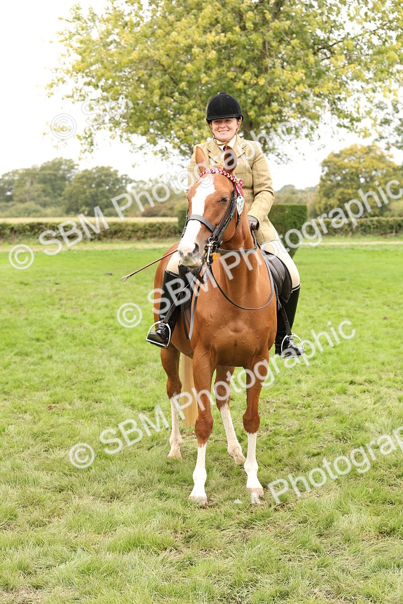 SBM_64347 - S65 - Riding Horse & Hack & Thoroughbred Ridden