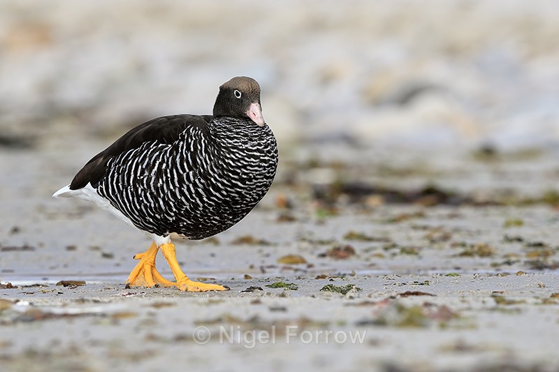 Kelp Goose (female) walking on beach, Carcass Island, Falklands - Kelp Goose
