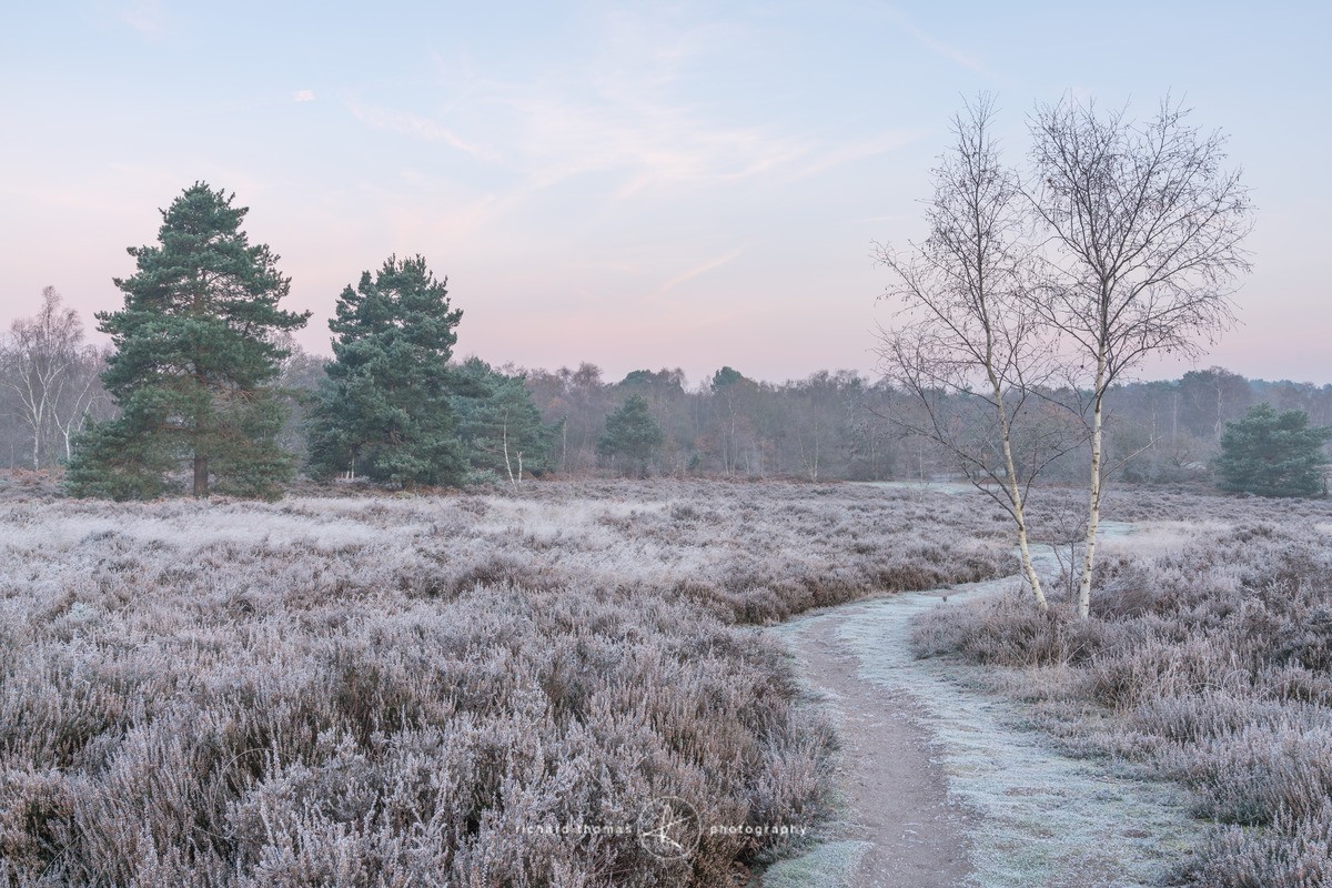 Path through frozen Heather - Frensham