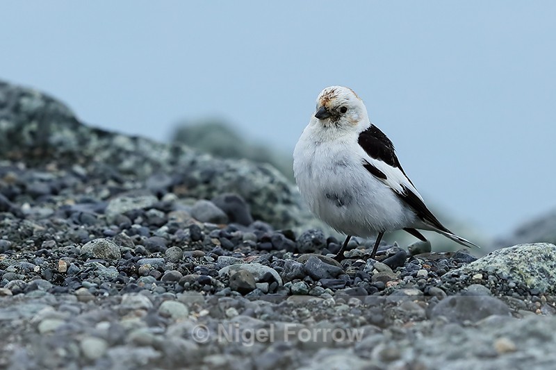 Male Snow Bunting on gravel, Jokulsarlon, Iceland - Snow Bunting