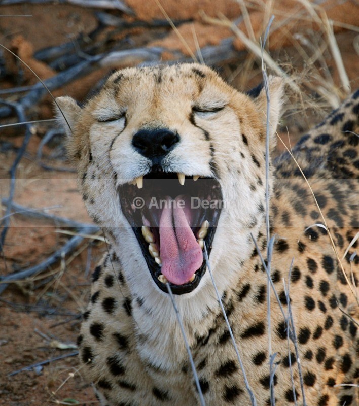 Are you having a laugh? - Namibian wildlife