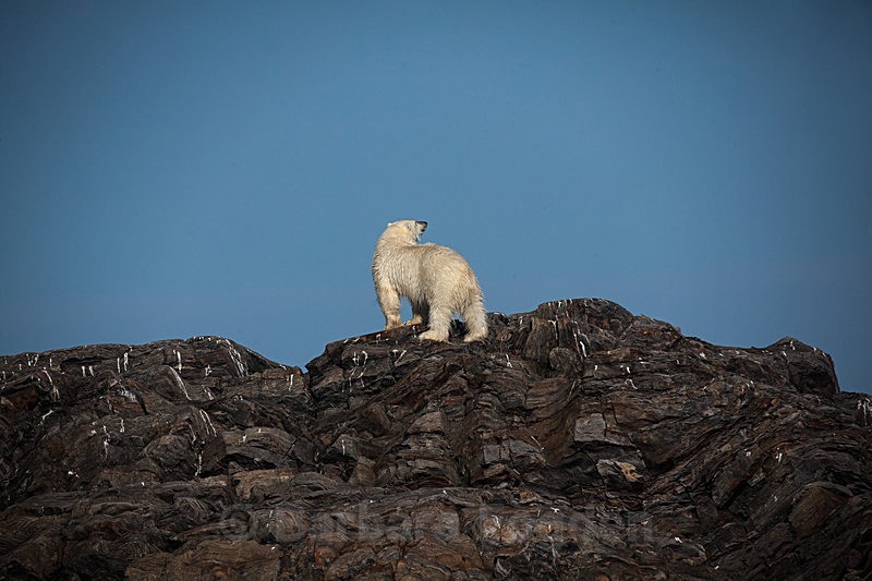 Polar bear  7786 - Trip with MS Expedition August 2016
