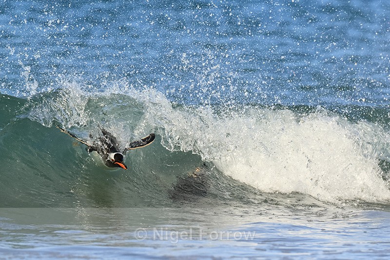 Gentoo surfing breaking wave front, Sea Lion Island, Falklands - Gentoo Penguin