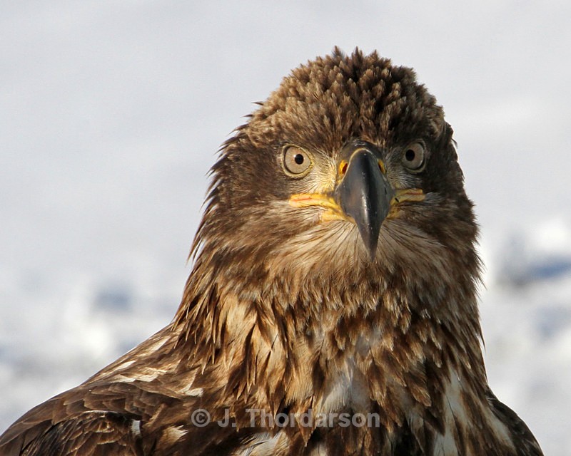  - Bald Eagles