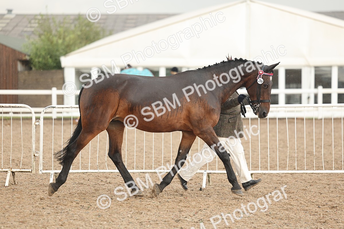 SBM_07758 - Class 27 - IH Competition Horse/Pony