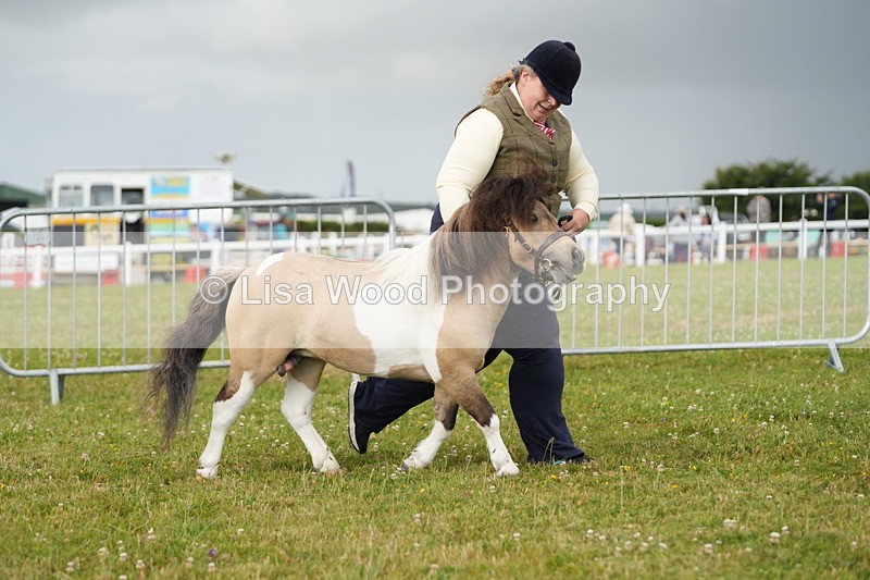 DSC04561 - Class 46: NPS Shetland Youngstock