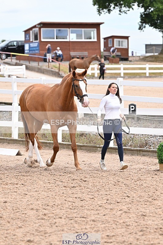 250716-142959-01138 - Trot Up 1.30 to 2.30