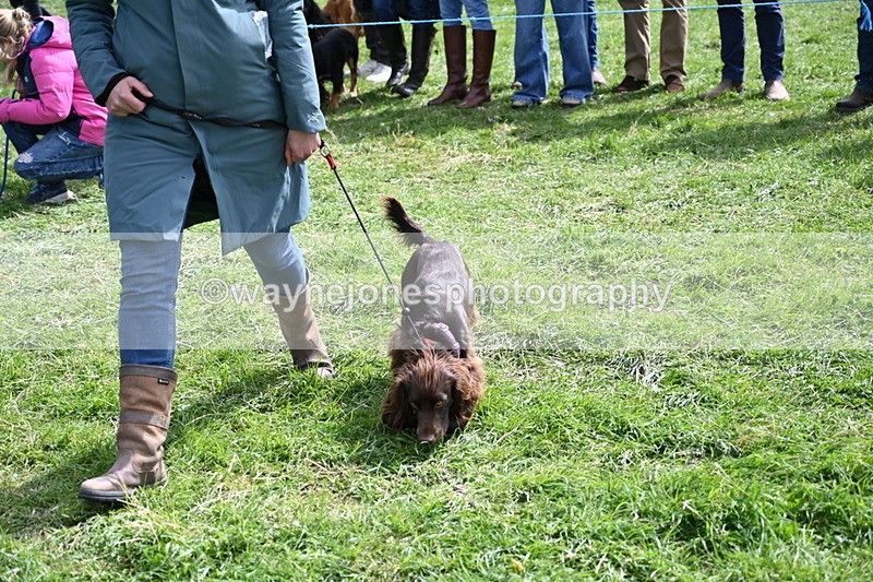 WJ6_8935 - Class 8 Best Working / Gun Dog or Bitch