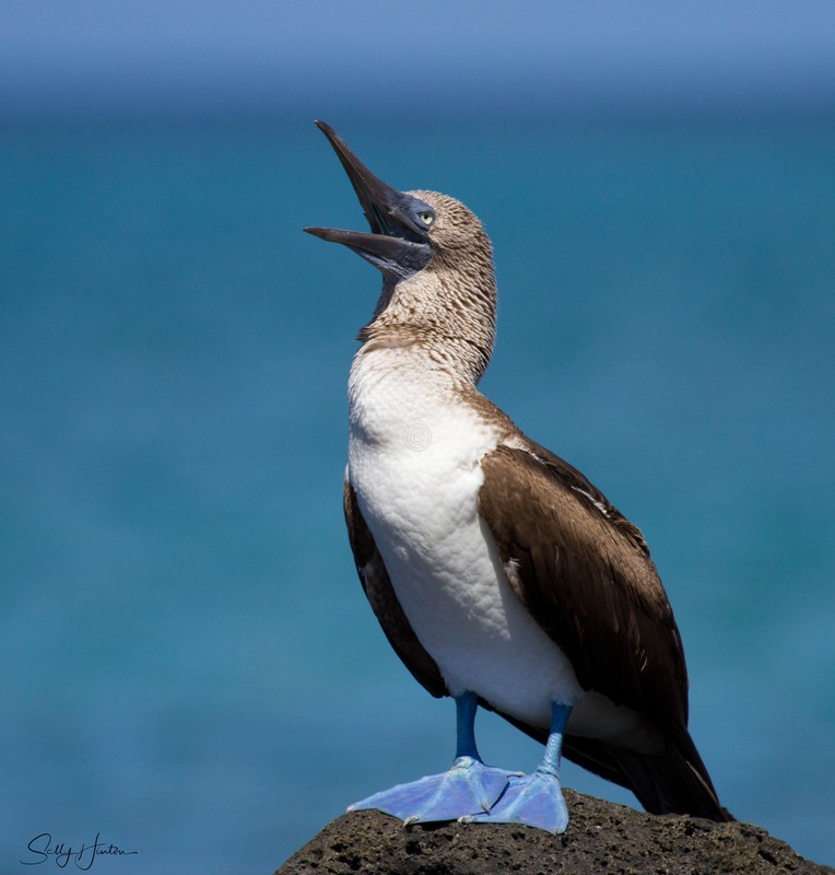 Blue-footed Booby Standing on rock