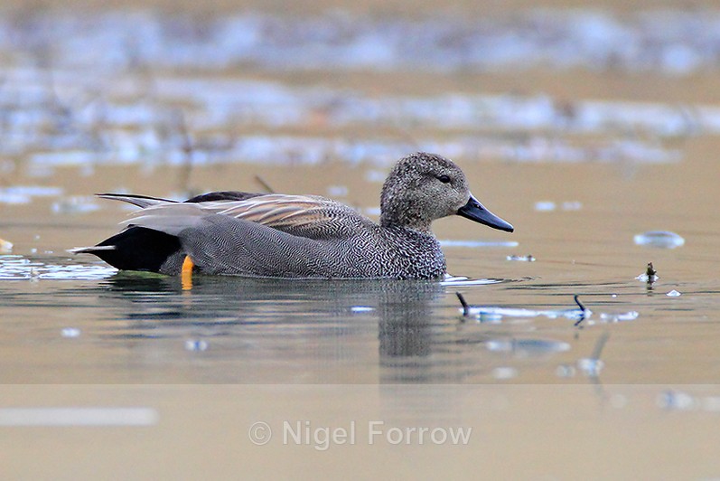 Gadwall (male in breeding plumage) on the water at Hatch Pond - Gadwall