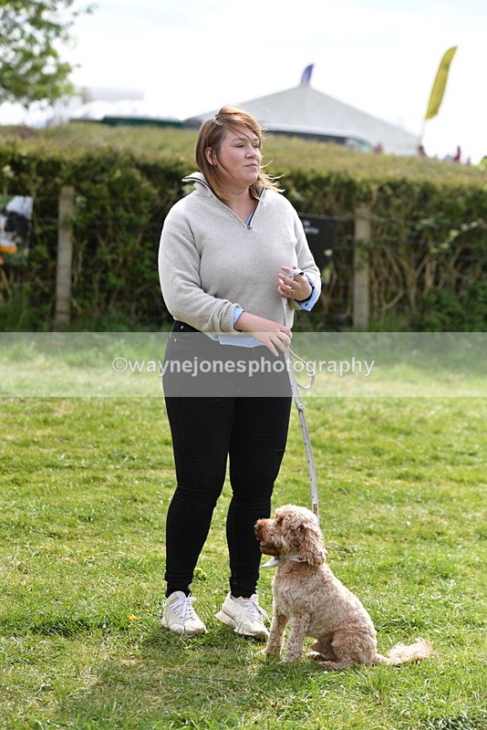 WJ5_9856 - Class 3 Most Handsome Dog