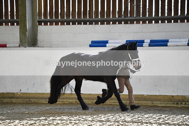 WJ5_3489 - Class 1 Youngstock