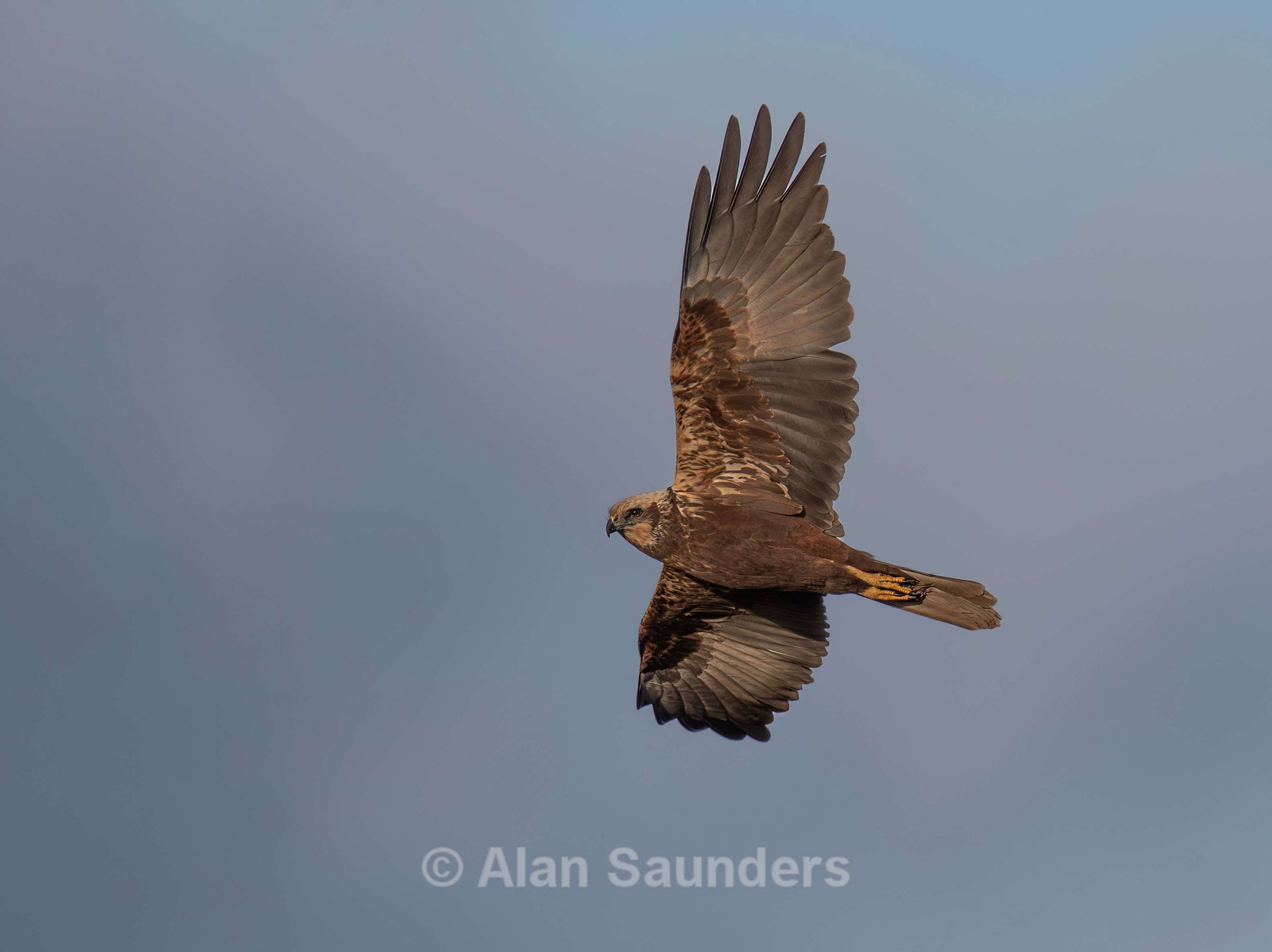 Marsh Harrier 2