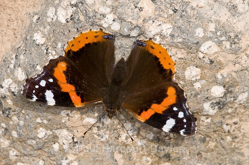  - Bugs: Butterflies