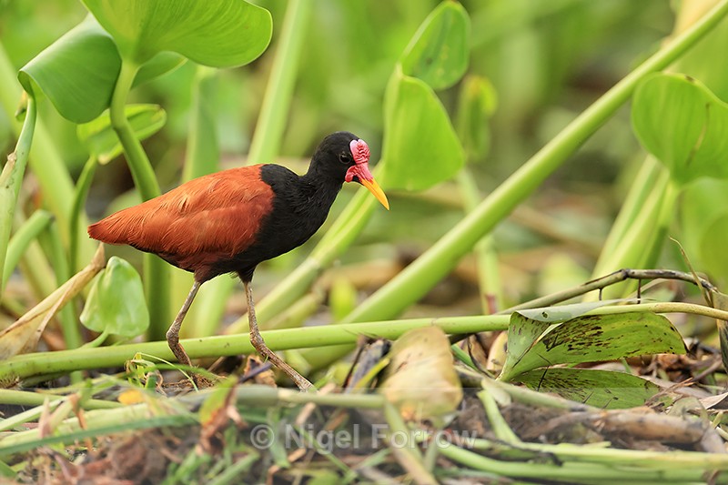 Wattled Jacana among water hyacinth, Corixo Negro, Mato Grosso, Brazil - Wattled Jacana
